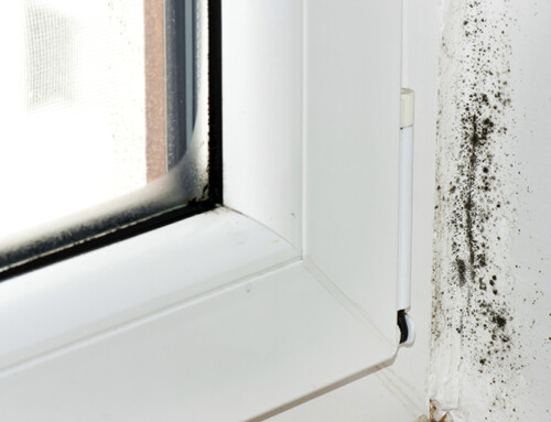 Mould prevention and removal tips for your business property