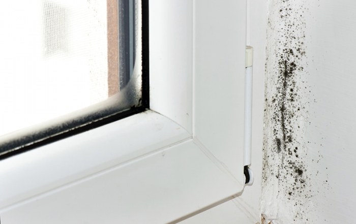 Mold growing on side of a window in business owner's shop