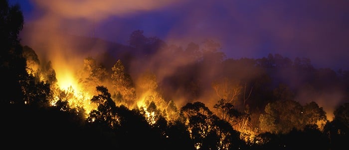 Forest lit on fire at night