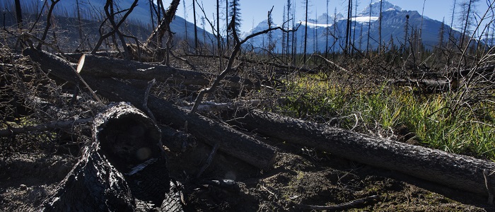 Fort McMurray
