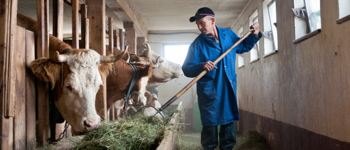 Canada dairy farmer