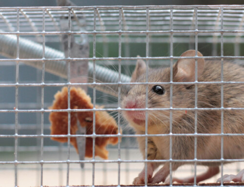 Tips to protect your business against rodents