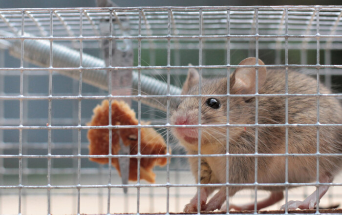 rodent control