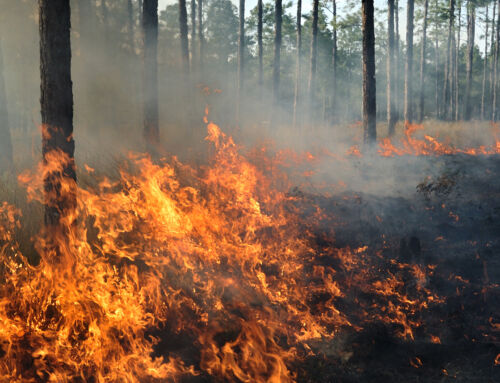 Your business’ wildfire plan should include these safety best practices