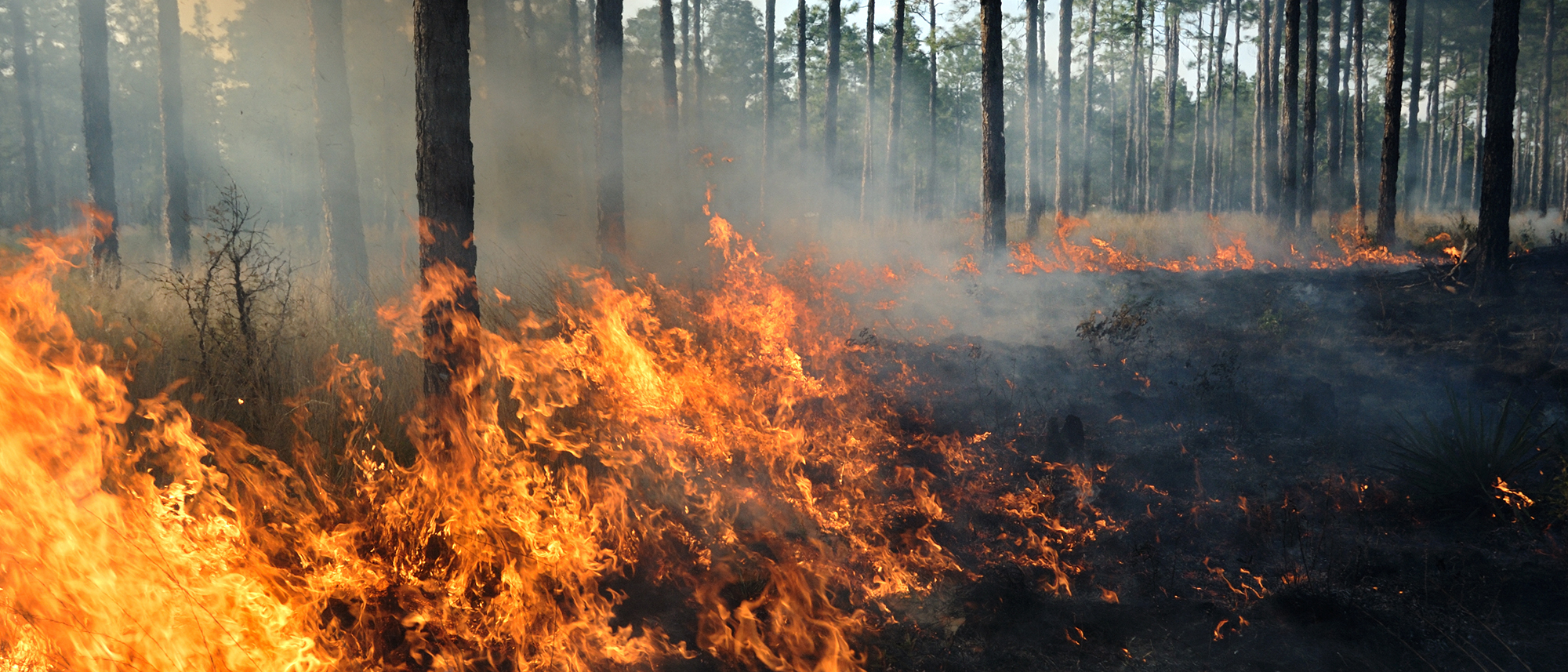 fire burning in forest